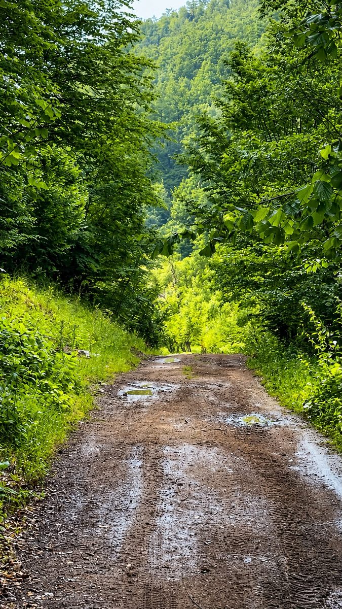 Drum prin pădure, în apropierea locului de retreat